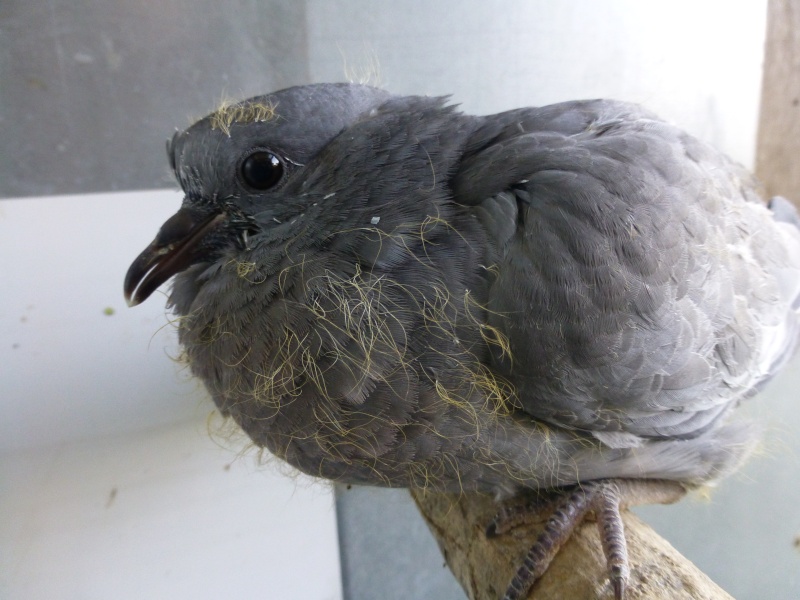Le pigeon colombin (Columba oenas). D11