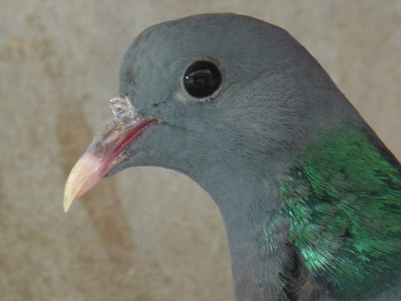 Le pigeon colombin (Columba oenas). D13