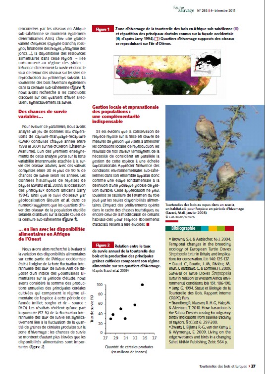 La tourterelle des bois (Streptopelia turtur). - Page 2 Dynami11