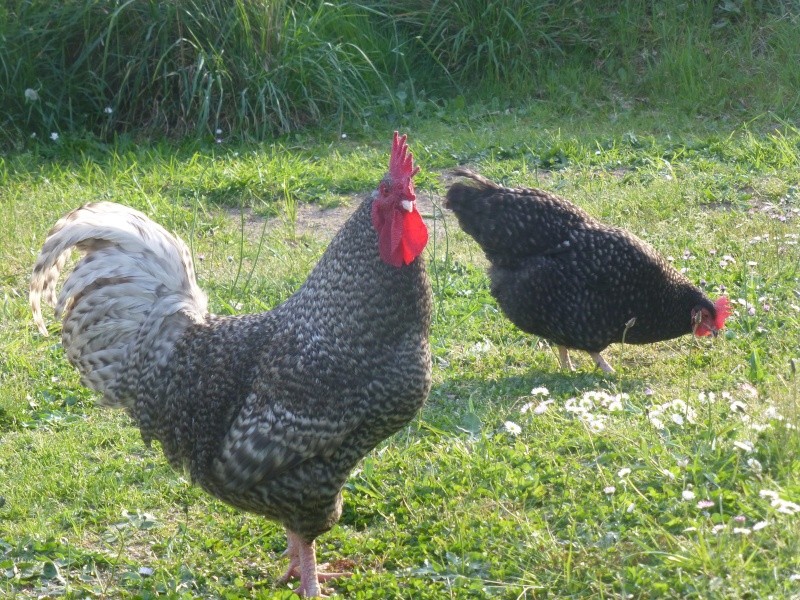 - Mes poulettes. P1010310