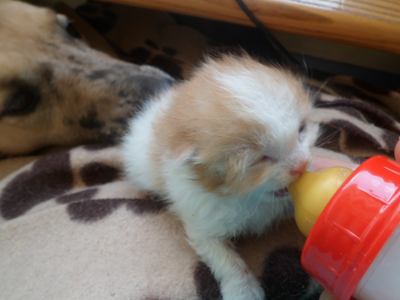 GULLI GWENDOLINE - LIZOU adoptés -chatons envt nés le 22/05/14 Sam_3212