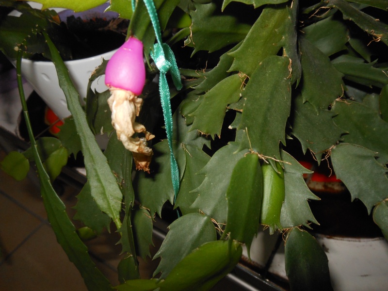 graines de Schlumbergera Hybrid10