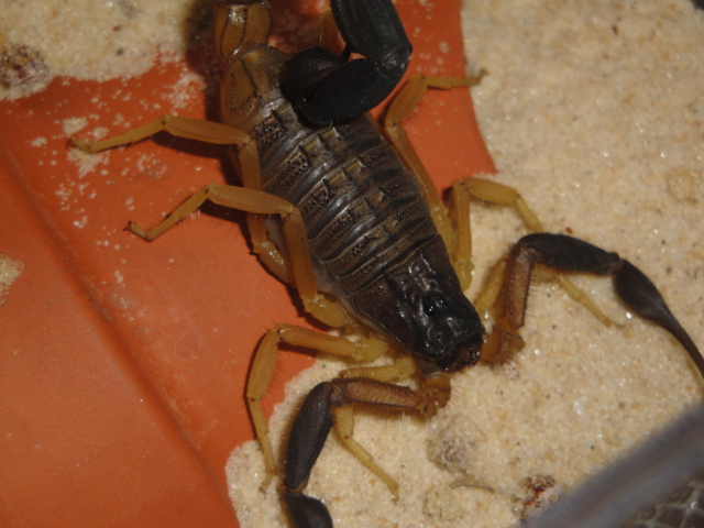 FS: Liocheles australasiae, Hottentotta jayakari and Sicarius sp. Dsc06511