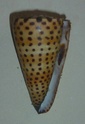 Conidae Conus (Lithoconus) leopardus versus Conus (Elisaconus) litteratus) - Page 2 1156_l10
