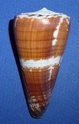 Conus (Strategoconus) maldivus   Hwass in Bruguière, 1792 - Page 3 1334_m11