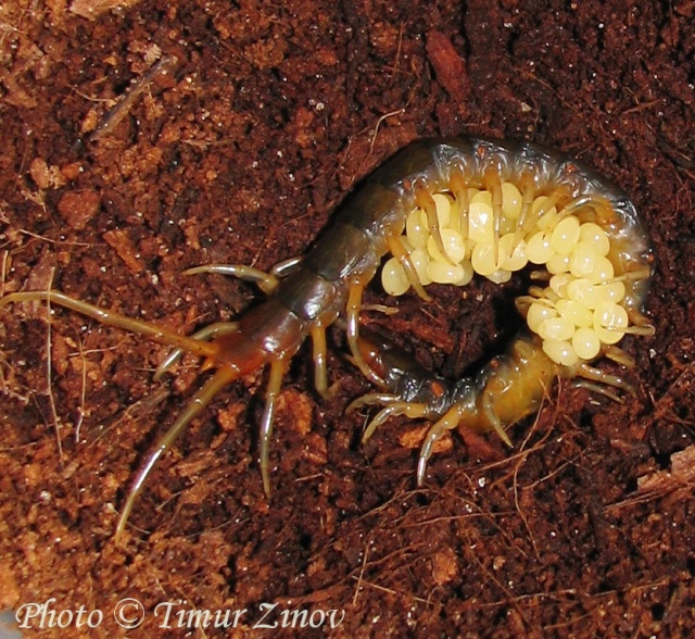 Размножение Scolopendra afer (!) 110