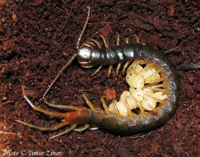 Размножение Scolopendra afer (!) 210