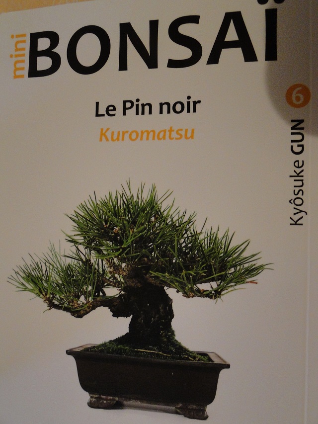 les mini bonsaï  Dsc06710