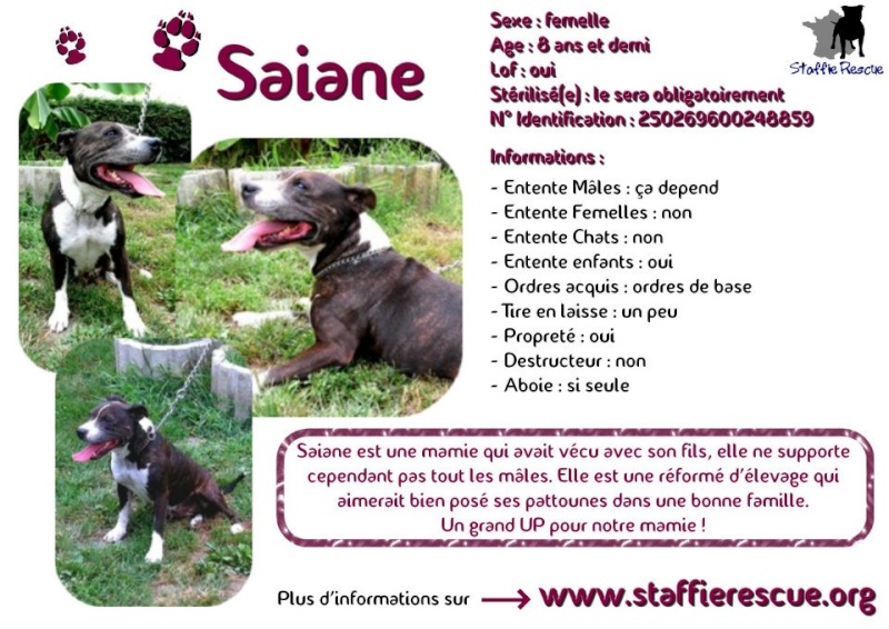 à Adopter chienne Saiane - 8 ans et demi [Adoptée] 42475910