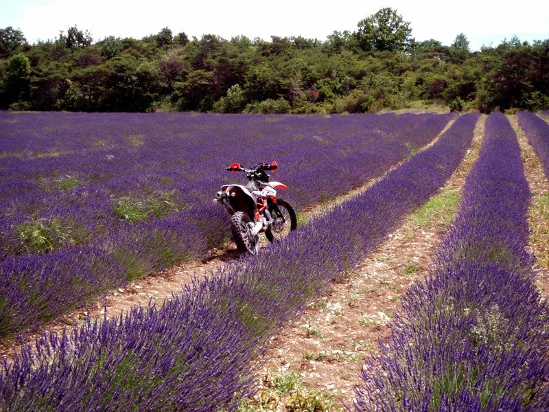 F800GS - Vos plus belles photos de motos - Page 15 Lavand10