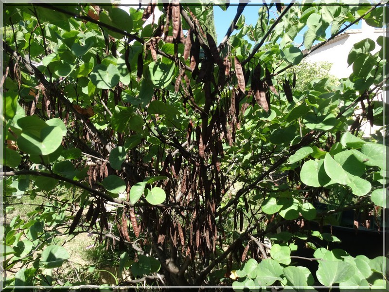 l'Arbre de Judée Adj410