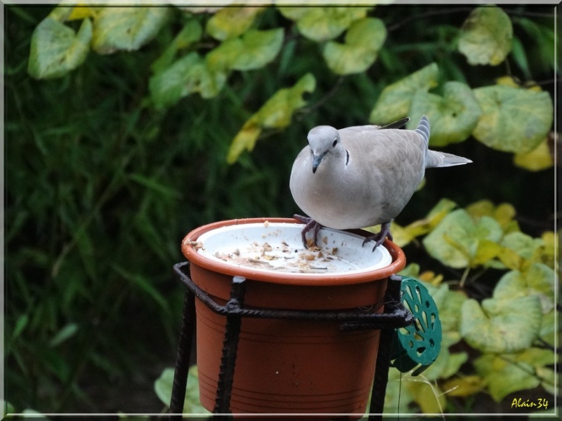 OISEAUX DE NOS JARDINS Tou110