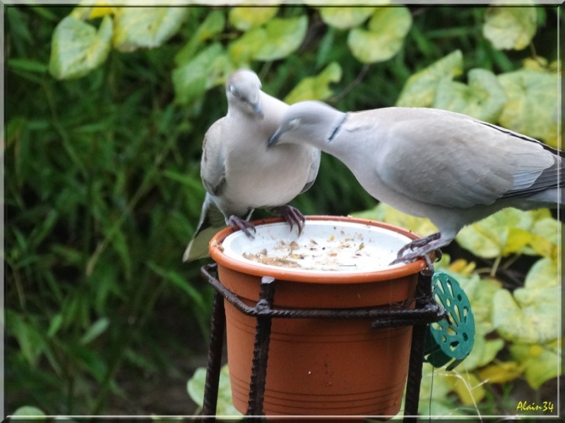 OISEAUX DE NOS JARDINS Tou410