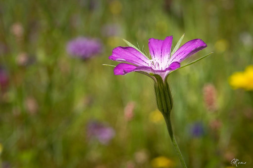 Fleurs ... tout simplement - Page 39 Fleur_10