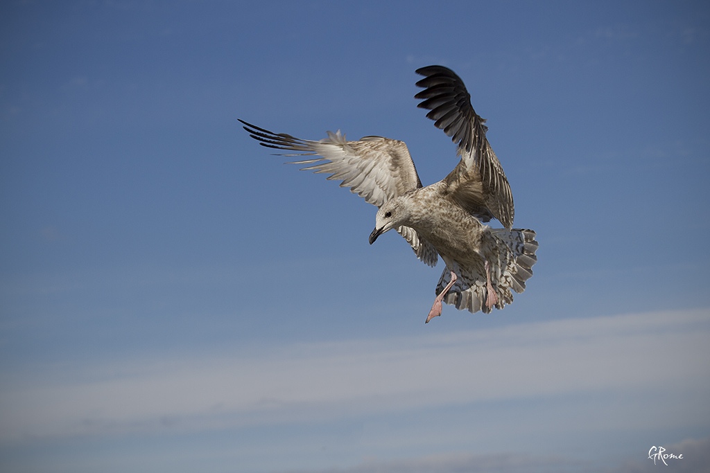 Animaux, oiseaux... etc. tout simplement ! - Page 4 Le_goe11