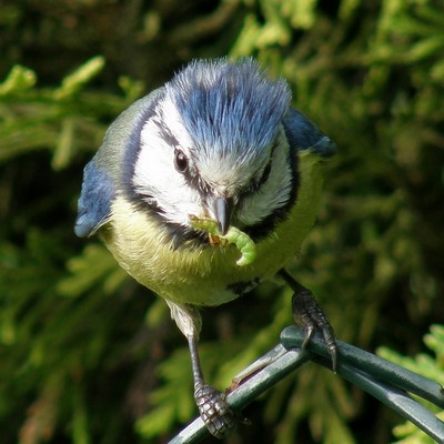 Certains oiseaux seraient capables de « sentir » les plantes attaquées par des insectes Mesang10