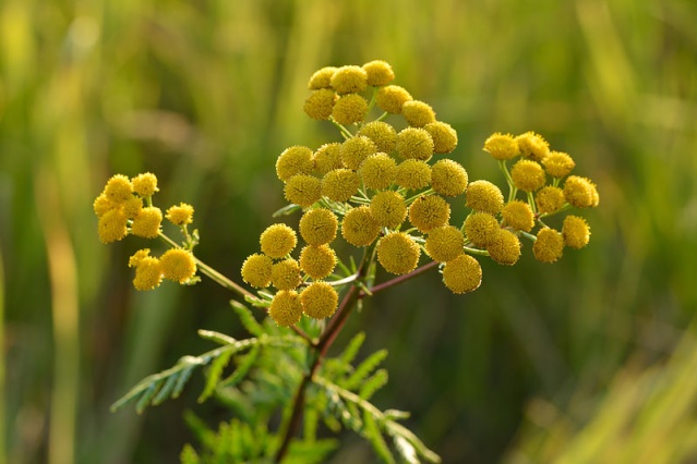 La TANAISIE = Plante utile au Jardin