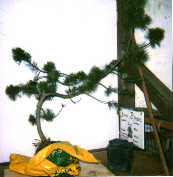 A Pinus mugo in the development A10