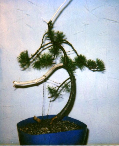 A Pinus mugo in the development B10