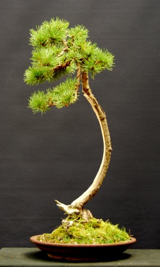 A Pinus mugo in the development Juli_210