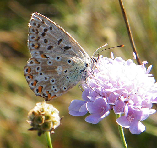 Une fleur des collines- plante identifiée -> Scabieuse Argus_10