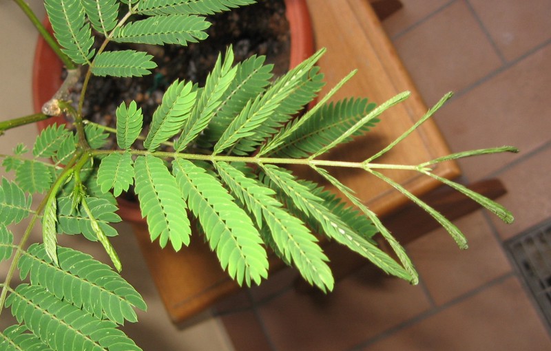 Albizia o acacia di costantinopoli Img_3313