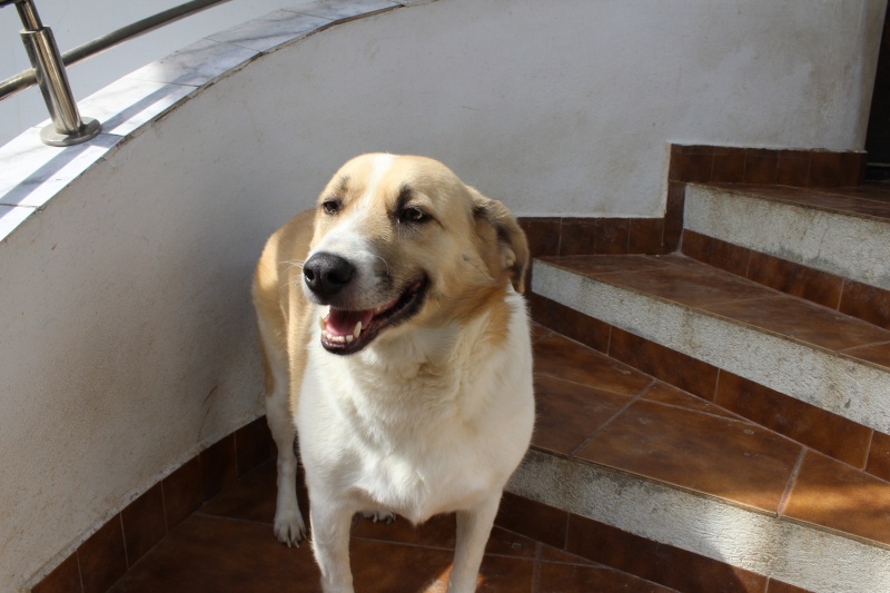Murmurica, sauvetage de Sanda, chienne née en 2011 Img_4611