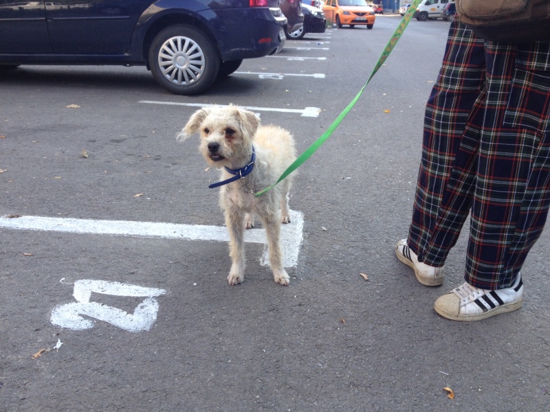 Asia, petite croisée caniche, née en fevrier 2014 Photo_69