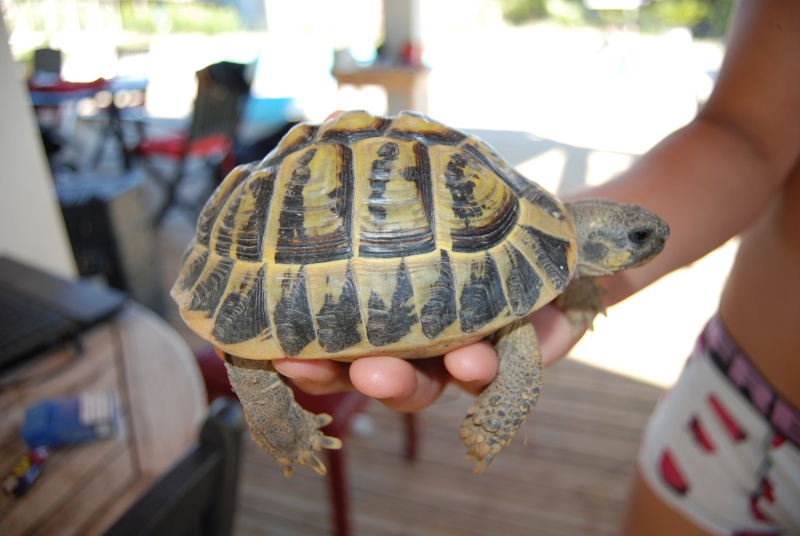 identification pour 2 tortues Croco111