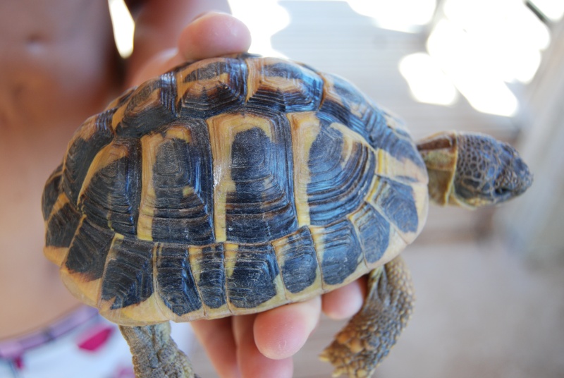 identification pour 2 tortues Tic2_210