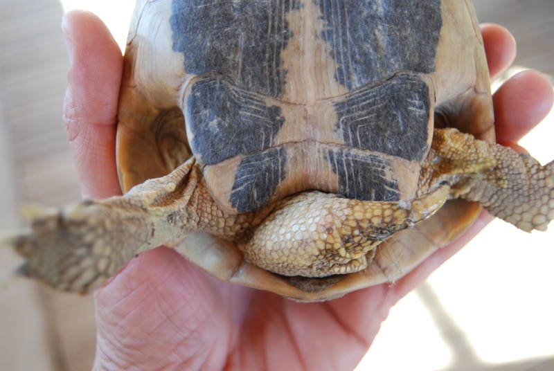 identification pour 2 tortues Tic5_210