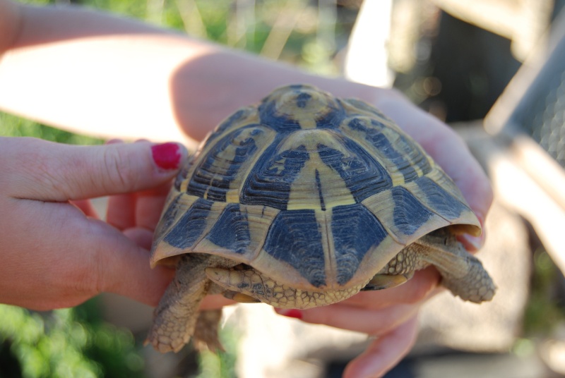 identification pour 2 tortues Tort110