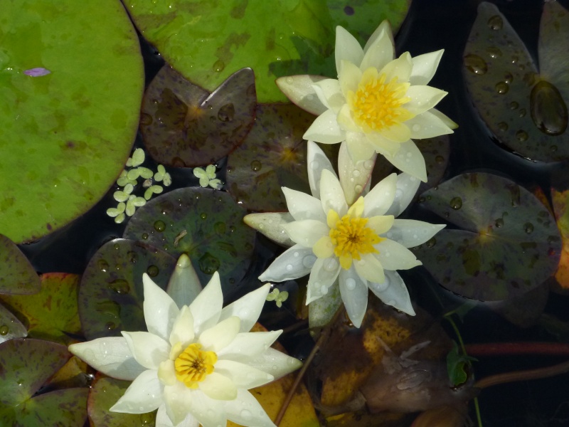 Les nénus et lotus de Gloup P1140826