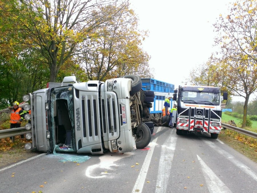 FAITS DIVERS Exclusif : plusieurs vaches périssent dans un accident de la route à Solgne Photo-10