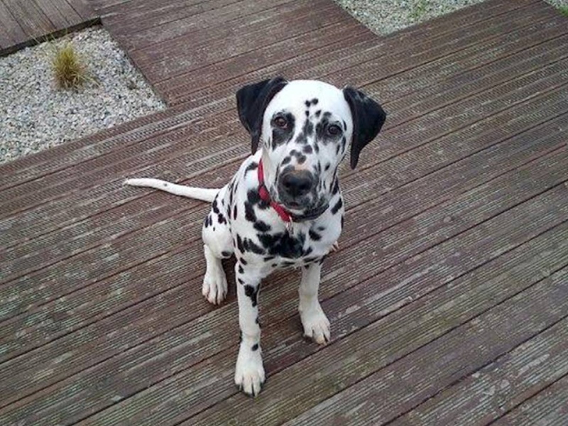 IXES dalmatien 17 mois cherche une famille 611