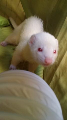 Fantomette (rebaptisée Cocaïne), femelle albinos 10717411