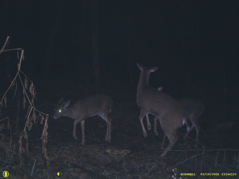 Bushnell TS Cornpile and More of the piebald :) 11810