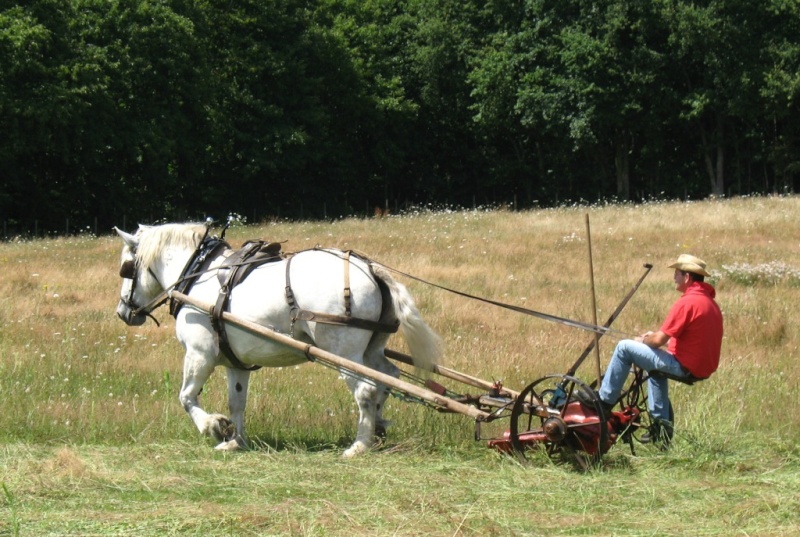 Percherons - Page 2 Img-5310