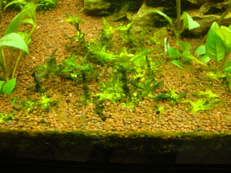 Algues noires sur les plantes... quelle carence ? Dsc01111
