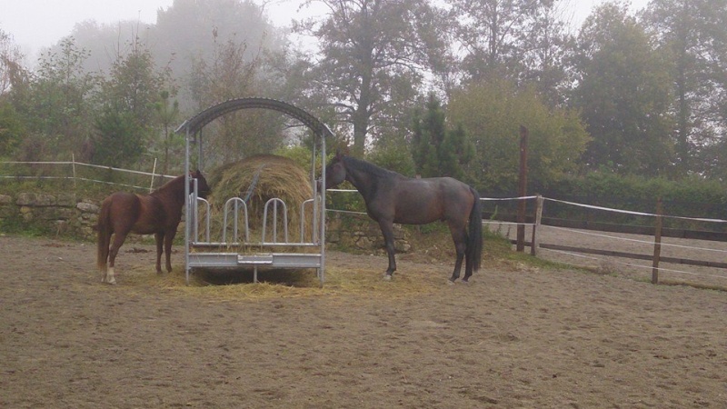 CHERCHEUR DE VERNAY - cheval de sport belge de 2008 Ch410