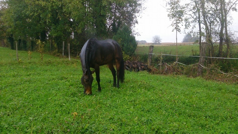 CHERCHEUR DE VERNAY - cheval de sport belge de 2008 Cherch13