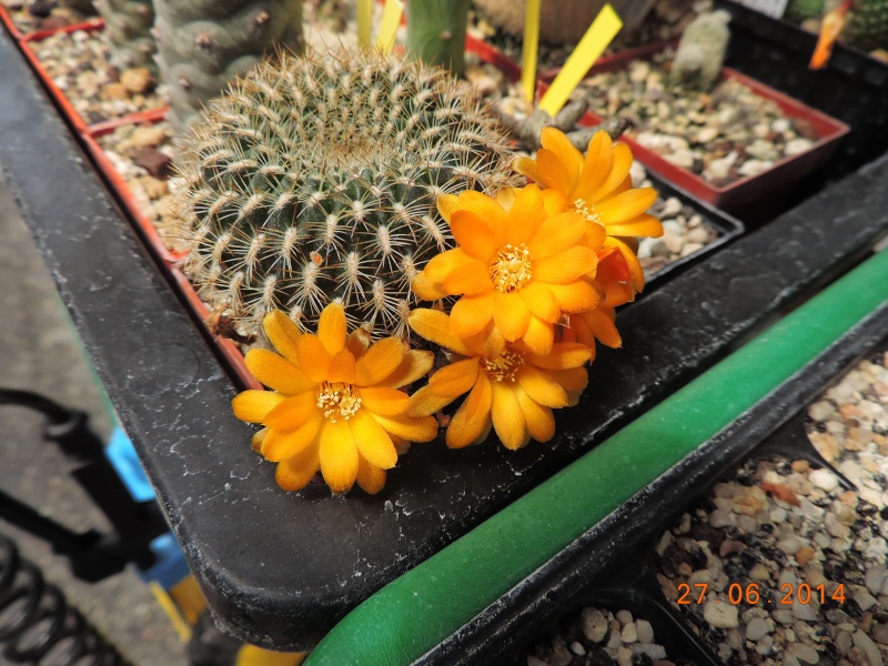 Cacti and Sukkulent in Köln, every day new flowers in the greenhouse Part 103 Bild1002