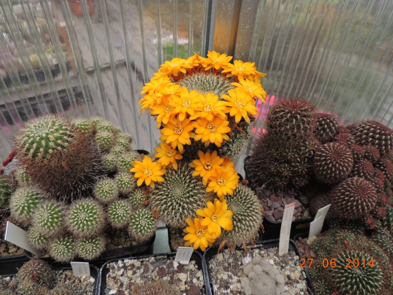 Cacti and Sukkulent in Köln, every day new flowers in the greenhouse Part 103 Bild1007