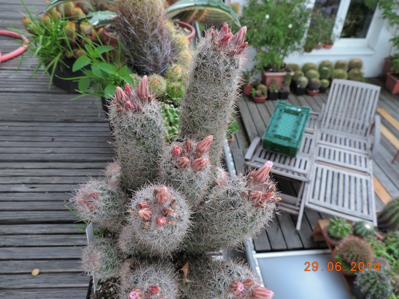 Cacti and Sukkulent in Köln, every day new flowers in the greenhouse Part 103 Bild1125