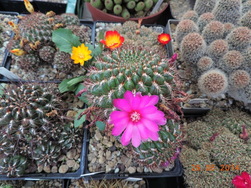 Cacti and Sukkulent in Köln, every day new flowers in the greenhouse Part 103 Bild1127