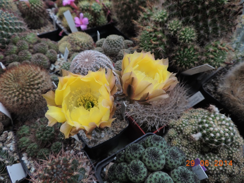 Cacti and Sukkulent in Köln, every day new flowers in the greenhouse Part 104 Bild1150