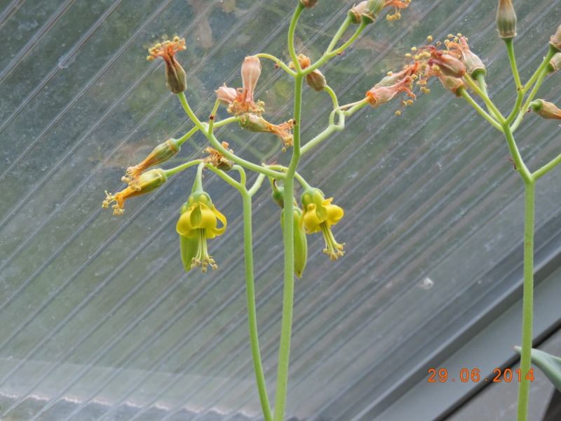 Cacti and Sukkulent in Köln, every day new flowers in the greenhouse Part 104 Bild1155