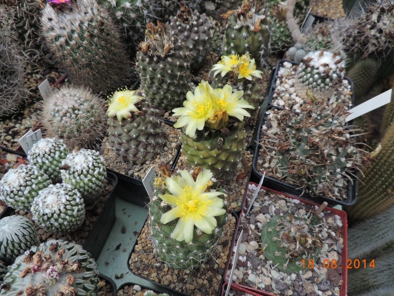Cacti and Sukkulent in Köln, every day new flowers in the greenhouse Part 104 Bild1185