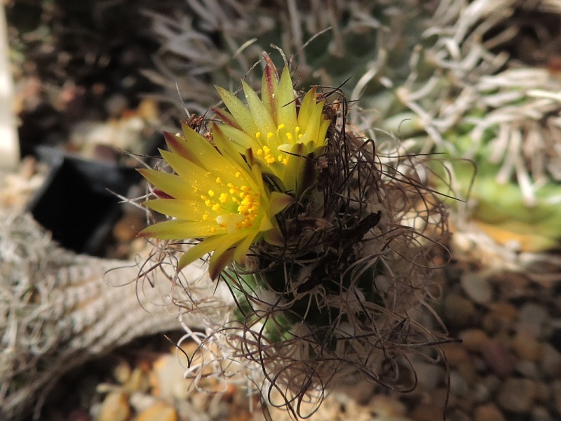 Cacti and Sukkulent in Köln, every day new flowers in the greenhouse Part 104 Bild1191