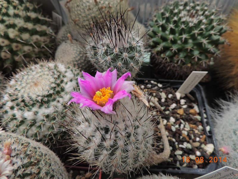 Cacti and Sukkulent in Köln, every day new flowers in the greenhouse Part 104 Bild1196